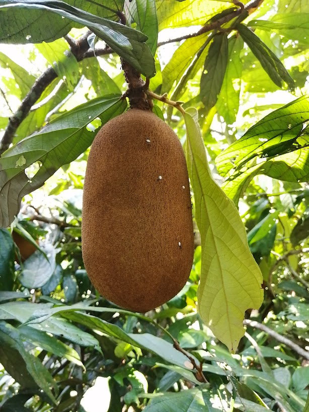 Copuazu image 6